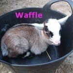 Waffle - Ourherd