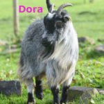 Dora-OurHerd2