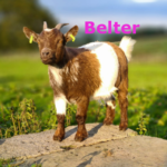 Belter-herd