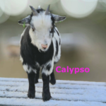 Calypso